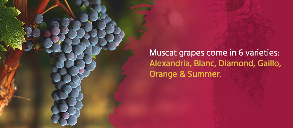 Muscat grapes come in 6 varieties: Alexandria, Blanc, Diamond, Gaillo, Orange & Summer