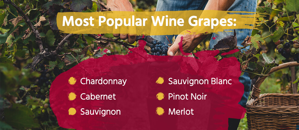 The most popular wine grapes are: Chardonnay, Cabernet, Sauvignon, Sauvignon Blanc, Pinot Noir, and Merlot.