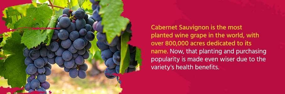 Cabernet Sauvignon is the most planted wine grape in the world, with over 800,000 acres dedicated to its name. Now, that planting and purchasing popularity is made even wiser due to the variety’s health benefits.