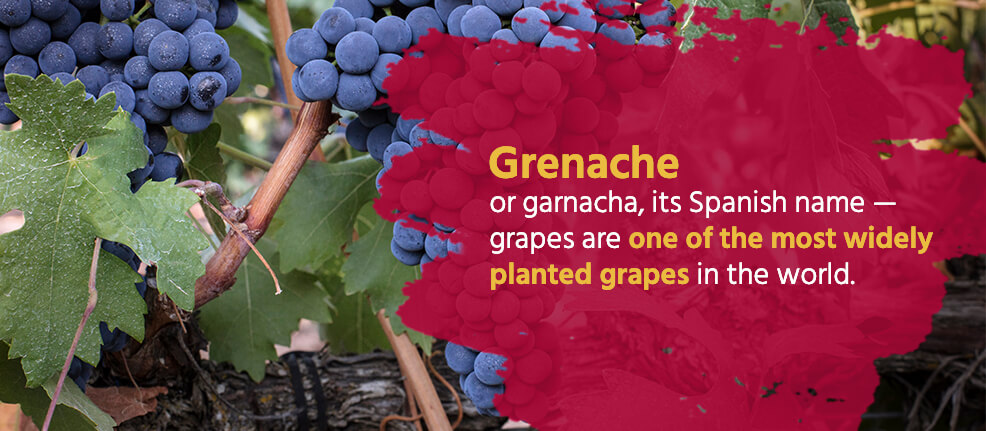 Grenache — or garnacha, its Spanish name — grapes are one of the most widely planted grapes in the world.