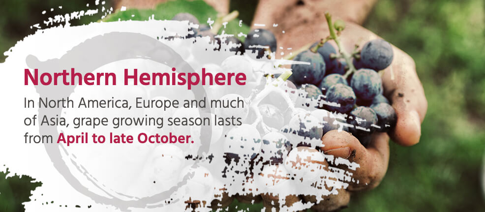 Northern hemisphere: In North America, Europe and much of Asia, grape growing season lasts from April to late October.