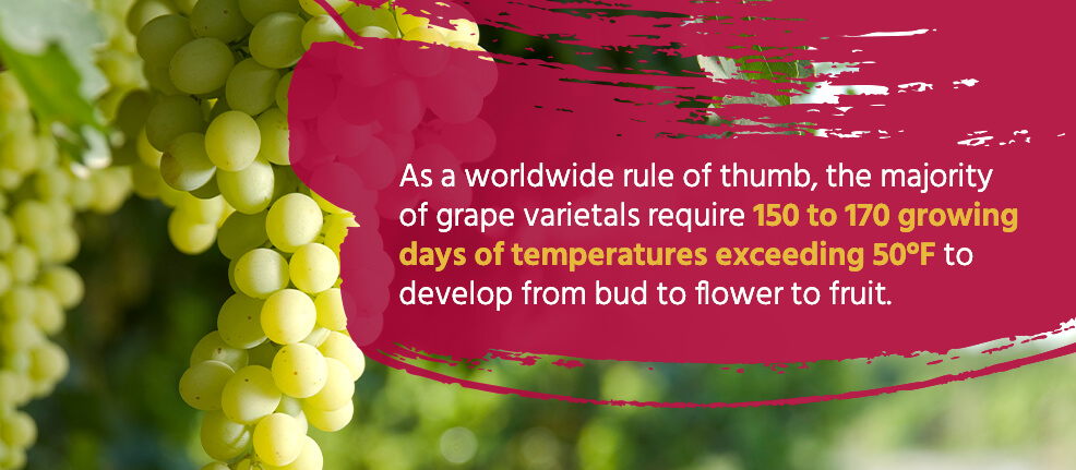 As a worldwide rule of thumb, the majority of grape varietals require 150 to 170 growing days of temperatures exceeding 50°F to develop from bud to flower to fruit.